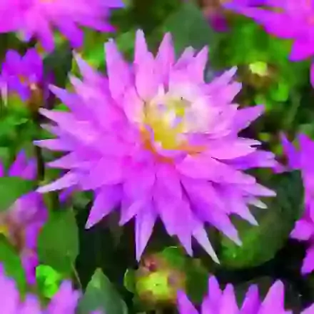 Pink Corona